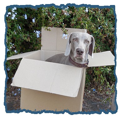 weimaraner near me