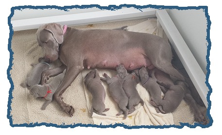 reputable weimaraner breeders