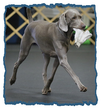 Akc sales obedience levels