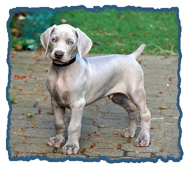 weim puppies