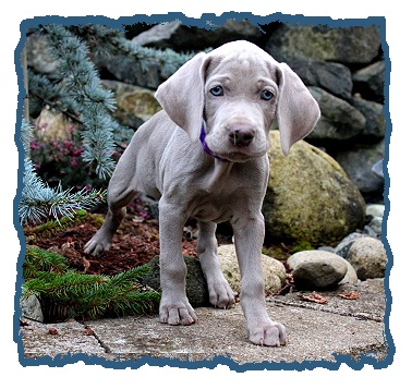 kennel club weimaraner puppies