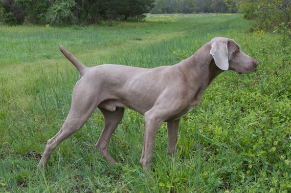 blue ridge weimaraner