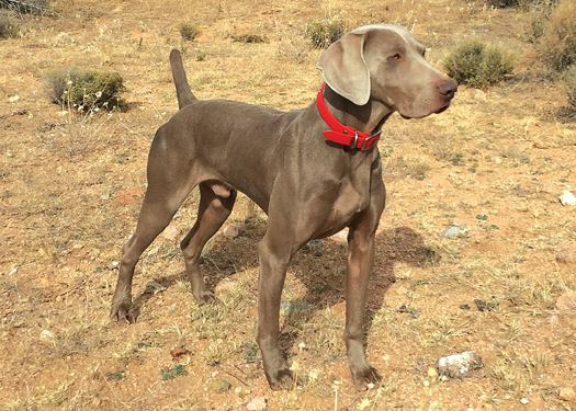 blue ridge weimaraner